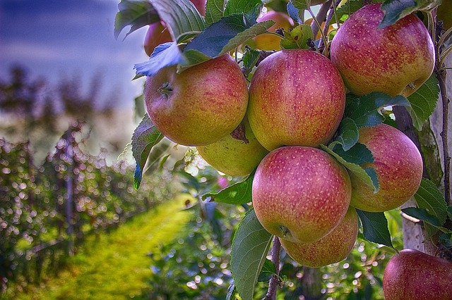 Manzanas en el arbol.jpg